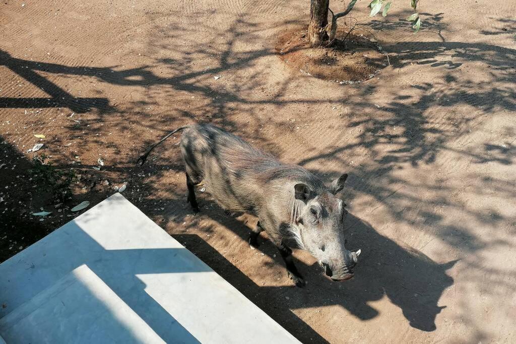 Amukela Kaya Villa Hoedspruit Exteriör bild